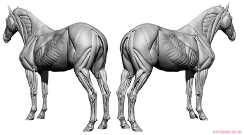 Equine Ecorche Reference Images. Model available to buy here ::  https://www.3dscanstore.com/ecorche
