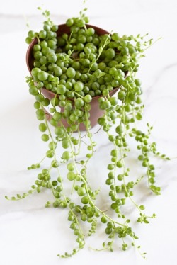 succulents4life:Pearls vibes🌿 I&rsquo;ve never seen a succulent like this before wtf 😮