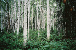 Pineandantler:  Fairbanks, Alaska  Lucie Bascoul 