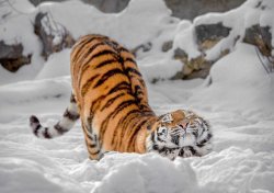 awwcutepets:  Tiger in the snow