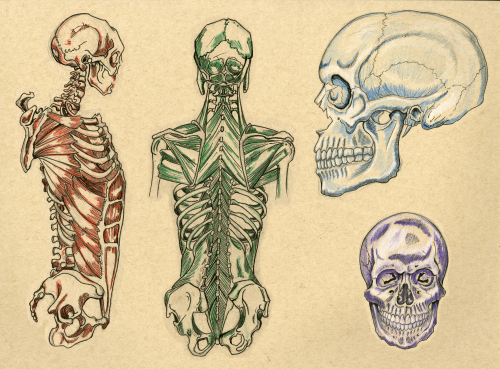 kelseythenomster:Know your bones! Finally finished my summer project of sketching and studying the h