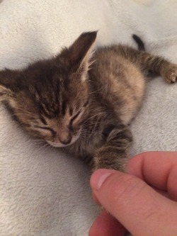 cute-overload:  Ella wanted to hold paws while she slepthttp://cute-overload.tumblr.com source: http://imgur.com/r/aww/XMLdZ8P 