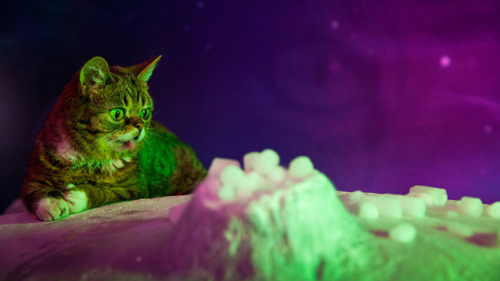 Lil Bub & Friendz
Directed by Andy Capper and Juliette Eisner
(USA) – World Premiere, Documentary
Called “the most famous cat on the Internet,” the wide-eyed perma-kitten Lil Bub is the adorable embodiment of the Web’s fascination with all things...
