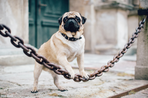 handsomedogs: Inna Grinn | DOGS OUTDOOR - OLD TOWN