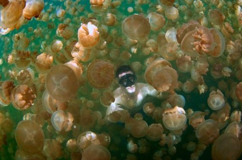 crookedindifference:  4quarius:  It might look like someone taking their life into their own hands, but thankfully this lake is the only place in the world where you can swim safely amongst millions of jellyfish. In ‘Jellyfish Lake’ on the Pacific