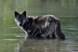 llbwwb:  Black Wolf (by Eve’sNature-PC