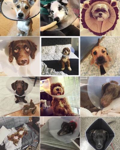 Conedogs might be all my portraits of our buddies in cones, but I love the shots people are sending in. Thanks everyone for these, there are some amazing conedogs out there. We will get everyone posted over time.