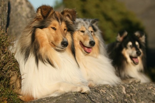 johnnyslittleanimalblog:Collie trio by SaNNaS