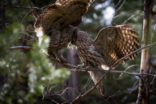 Face to Face by Ken Shults One of my favorite moments from last spring. Male great gray owl (right) 