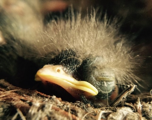 A baby Pacific-slope Flycatcher, Empidonax difficilis.-Spores&More