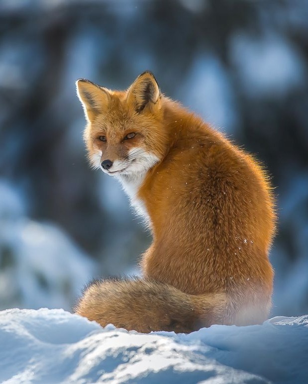 beautiful-wildlife: Red Fox by © Chris St. Michael   Algonquin Park West, Ontario,