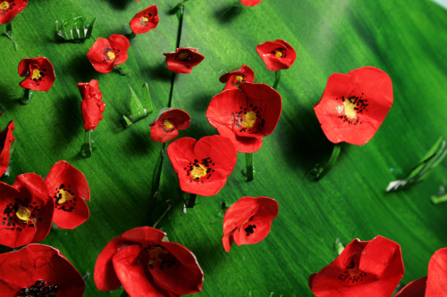 fayerogers:  Detail shots from the poppy field! 