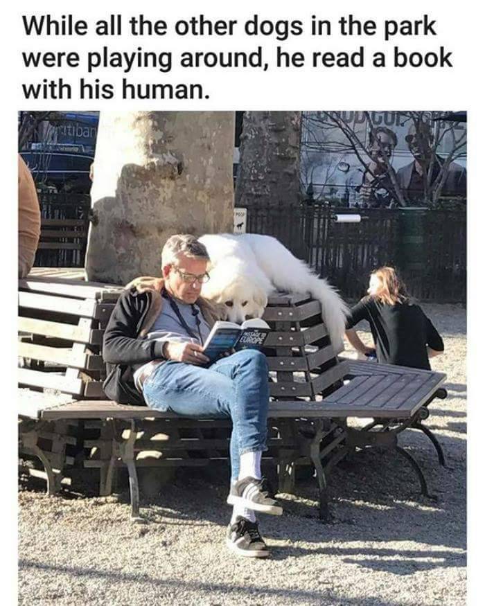 nah-later:  thenameisdog:  thenameisdog:    we don’t deserve these animals tbh