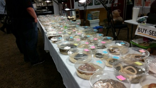 nurse-azyryn:Went to Repticon yesterday. Fell in love with a Cat Gecko, a Mainland Boa, a Green Tree
