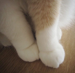 cuteharajuku:  cute cat paw 