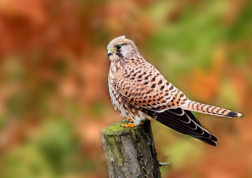 Common Kestrel (Falco tinnunculus)>>by John Fielding