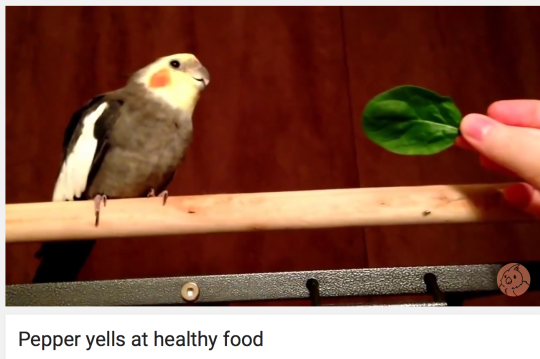 yeffyaboyuice:  Time to watch some wholesome youtube content 