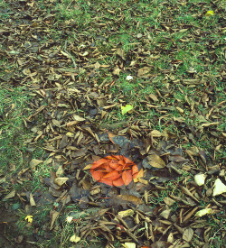 snowce:  Andy Goldsworthy 