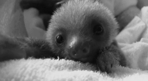 Sex piplump:  Baby sloths for everyone! (More pictures
