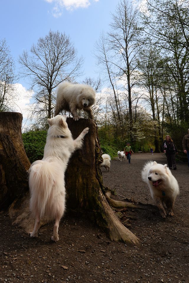 skookumthesamoyed:Marymoor Samoyed Meetup 4/4/15 (x)