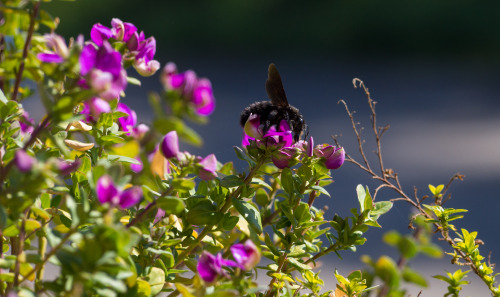 Il calabria sui miei fiori