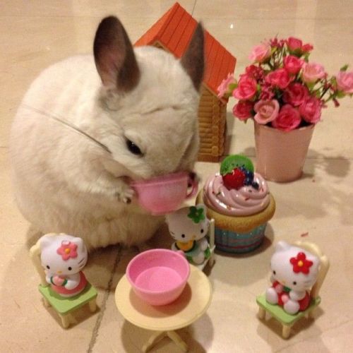 immodest-lady:thecutestofthecute:Bubu The Chinchilla cute_bubu’s Profile • Instagram