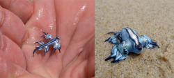 couchpepper:  How incredible-looking is this little Sea Slug (Glaucus atlanticus)?! It is incredibly rare and lives in South Africa, Australia and in some southern European regions as well. Sources: Wikipedia | Issak saves the world 