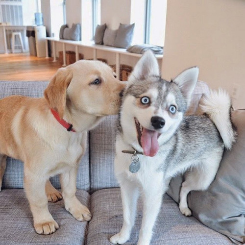 pr1nceshawn:    Dog BFFs   