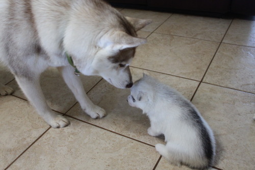 southernsnowdogs:  Boop 