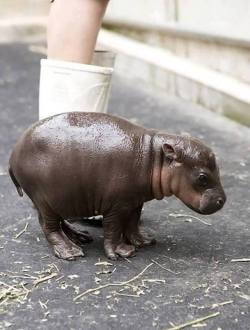 awwcutepets:Brand new baby hippo