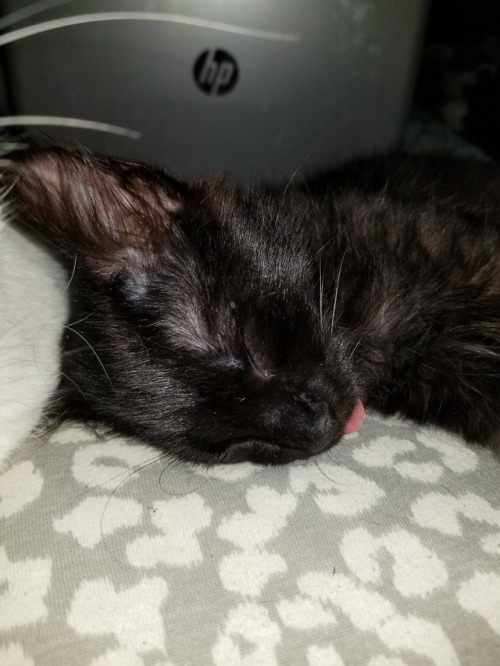 fluffymccree:BREAKING NEWS: PUMPKIN FELL ASLEEP WITH HIS LITTLE TONGUE POKING OUT