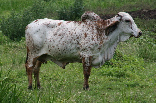 gyr cow