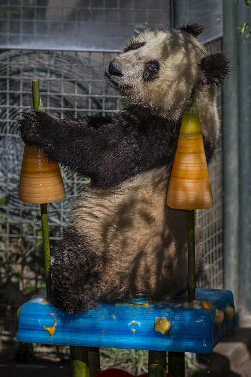 sdzoo:  Our sixth giant panda cub, Xiao Liwu (aka Mr. Wu), celebrated his second birthday with an elaborate ice cake and tasty treats.