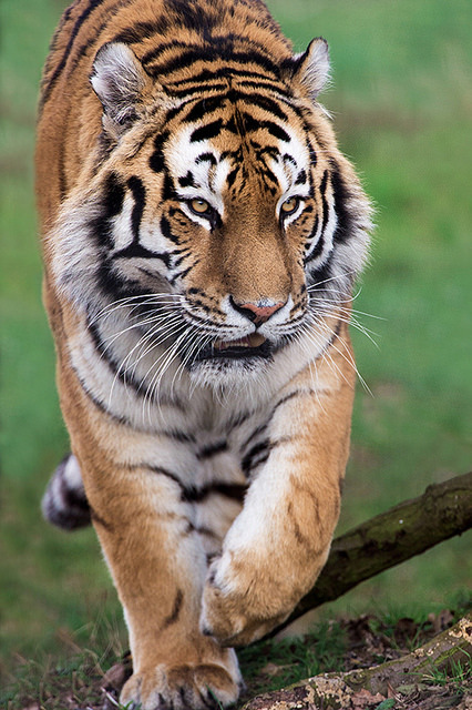 Porn jaws-and-claws:  Yorkshire Wildlife Park photos