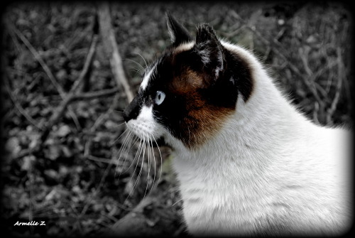 Ma compagne de balade alias Ciboulette le chat masqué ;)15/04/2016