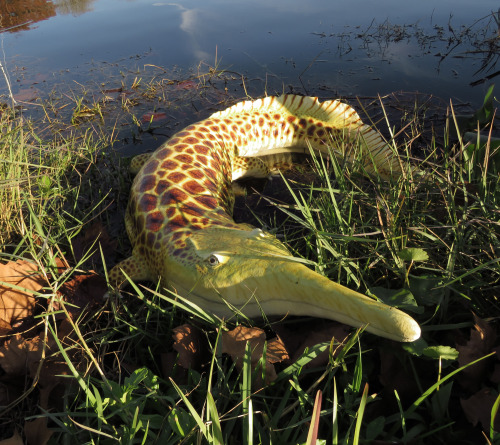 bookrat:Aphaneramma, a marine temnospondyl amphibian with a cute crocodile face Worm on a string