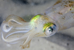 laboratoryequipment:  Humans, Squid Evolved Same Eyes with Same GeneEyes and wings are among the most stunning innovations evolution has created. Remarkably these features have evolved multiple times in different lineages of animals. For instance, the