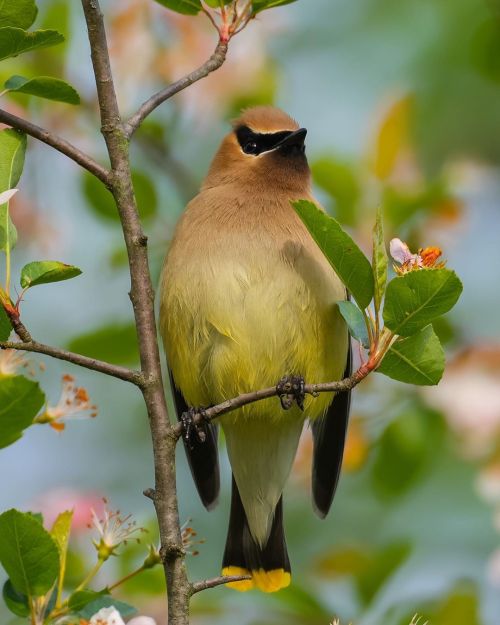 florealegiardini: Cedar waxwings ~ Zachary Vaughan