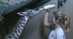 babyanimal-gifs:  x 
