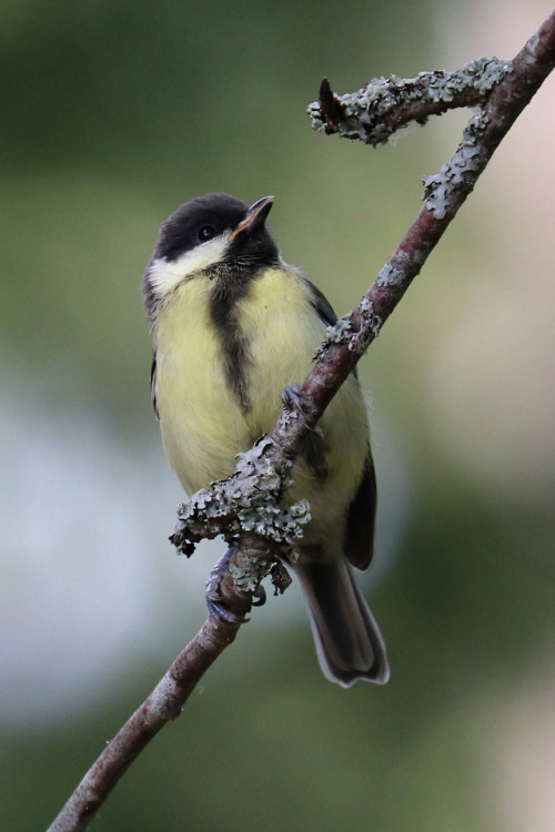 Great tit/talgoxe.