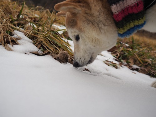 Chibita dashes to somewhere. What&rsquo;s his mission? Ahhh, eating snow ❄️!! He enjoys cold win