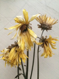 keep-gogh-ing:  dried flowers are so poetic ig: Gogh.Kiddo 