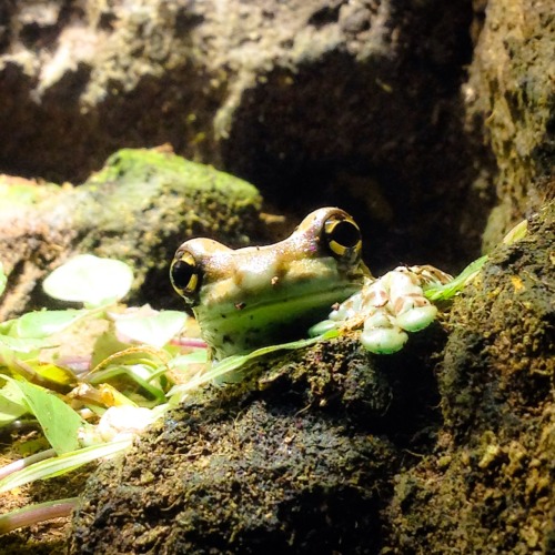 Mission Golden-Eyed Tree Frog