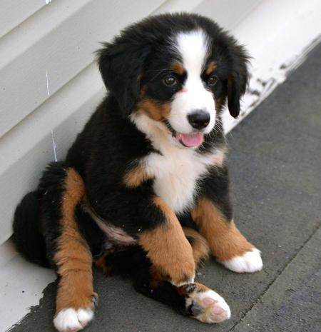 The Crystal Gems As Dogs
