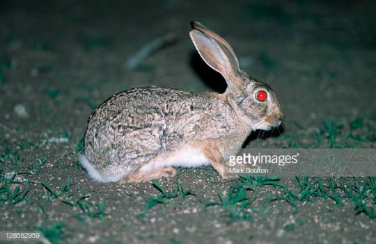 gallusrostromegalus: hollyblueagate:  if you don’t know the difference between a hare and a rabbit you’ve never gazed into the cold wild eyes of a hare and known that if it could speak it would speak backwards  Jack Rabbits are North American Hares