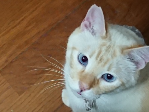 straycatj:qr-sa:straycatj:Welcome to my second cat Ted…If a new kind of the dog would be named the Siamese in a country, can you accept it? I won’t be able to do. Because the Siamese is the name of the cat kind having the history. だい2かい