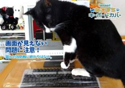 technowonderful:  Neko Pochi Anti-Cat Keyboard CoverStop your cat from sending e-mails to your contacts. (Check It Out)TechnoWonderful on: Facebook | Pinterest | Twitter