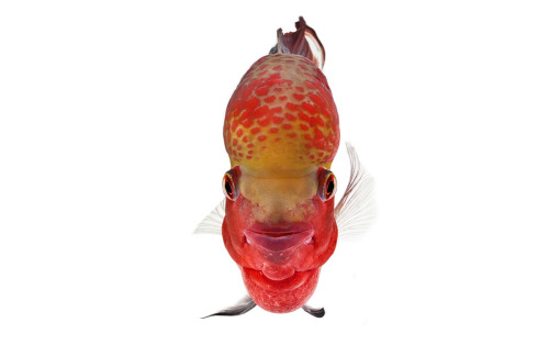 staceythinx:  Selections from The Fish Book by Ernest Goh 