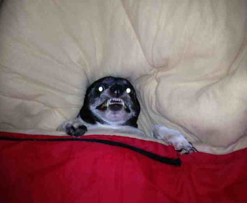 obamasaur:  going to bed after watching a scary movie  