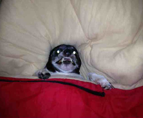 obamasaur:  going to bed after watching a scary movie 